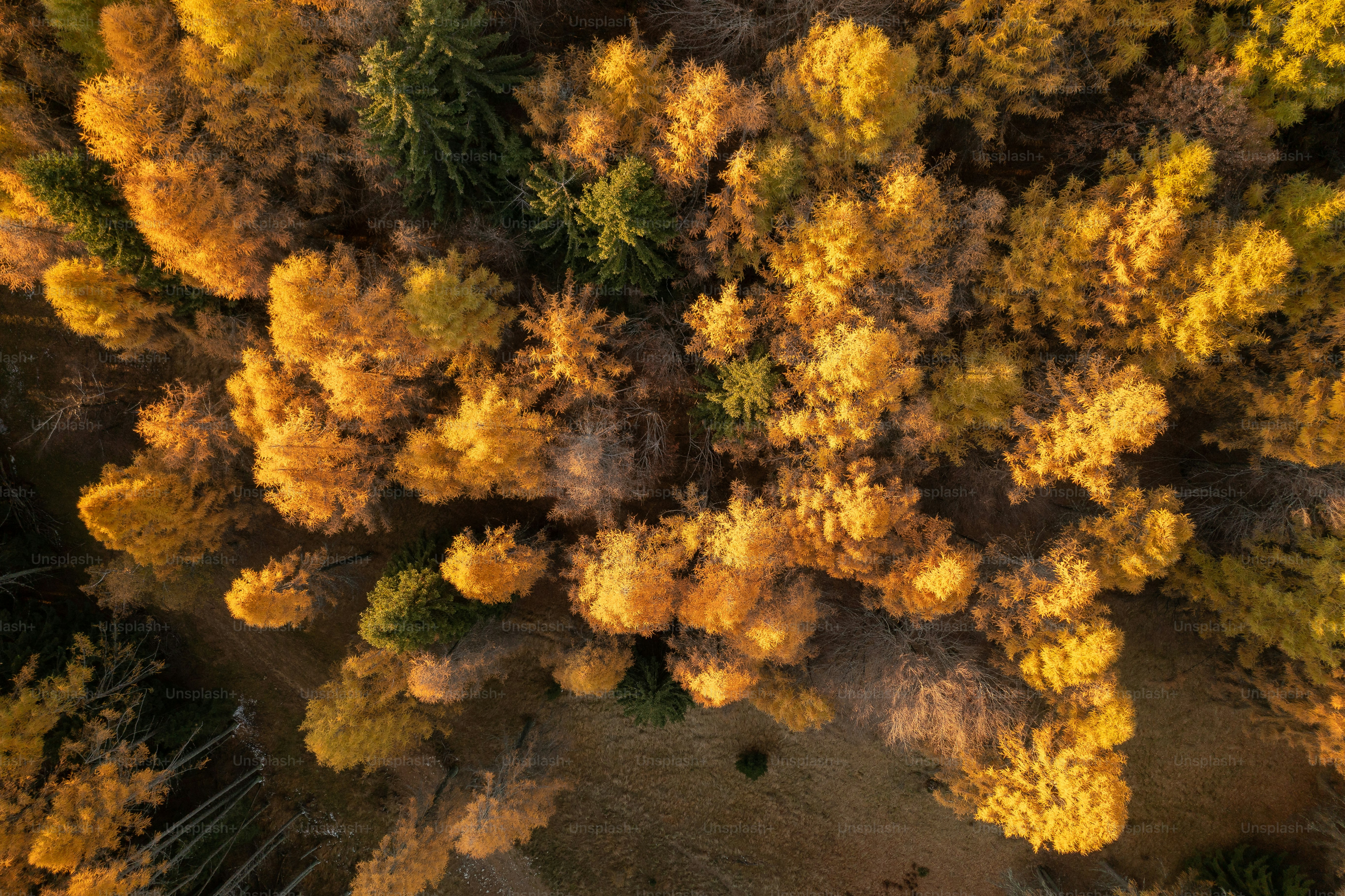 An aerial view of a forest with yellow and green trees photo – Fall ...
