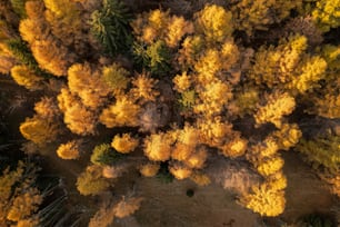 an aerial view of a forest with yellow trees