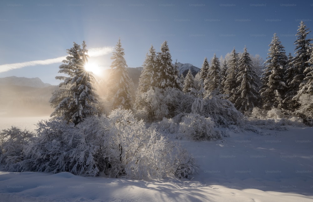 El sol brilla a través de los árboles en la nieve