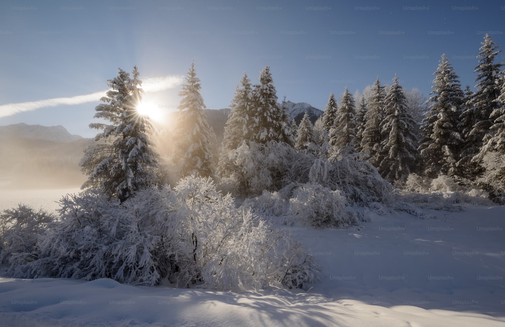 the sun is shining through the trees in the snow