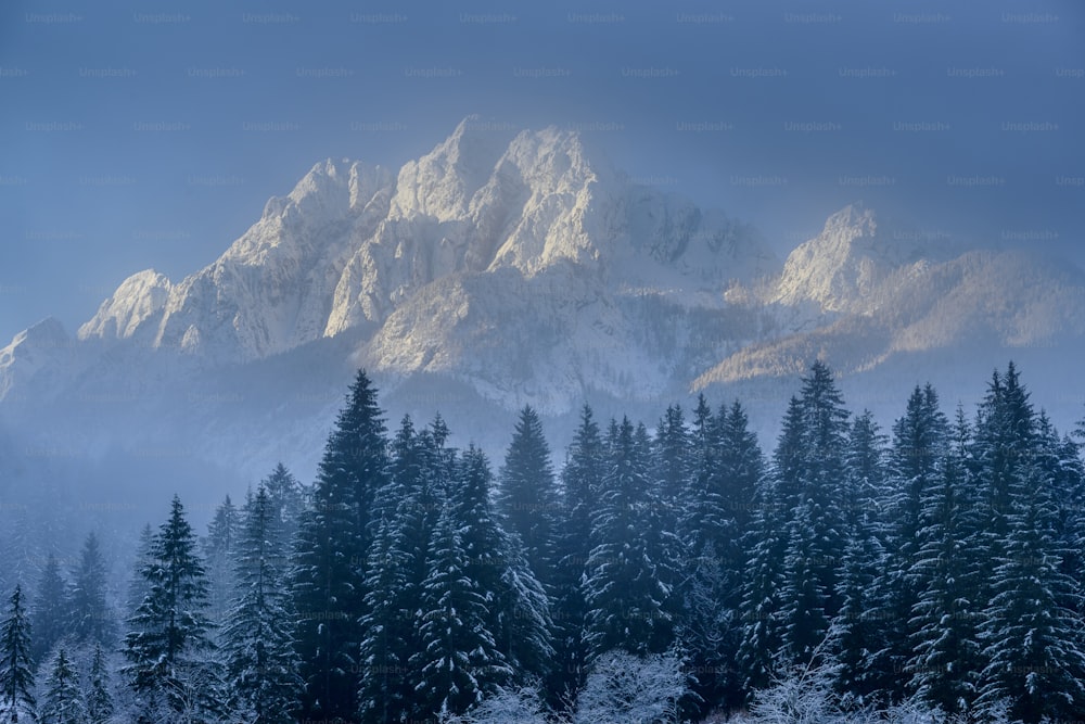 前景に松の木がある雪に覆われた山