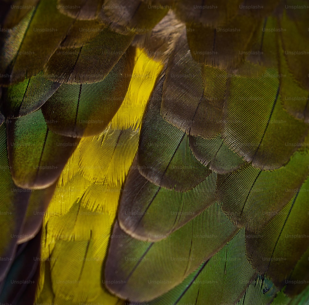 a close up of a green and yellow bird's feathers