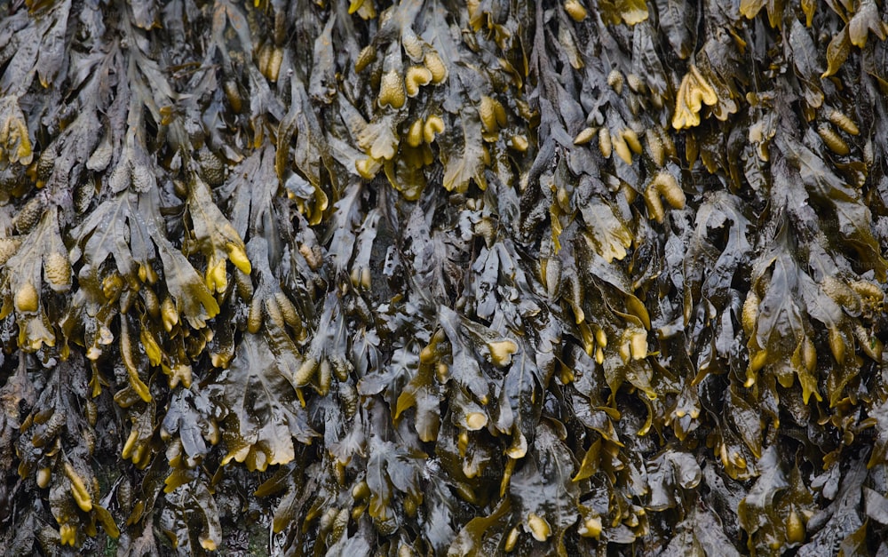 un bouquet de feuilles qui sont sur le sol