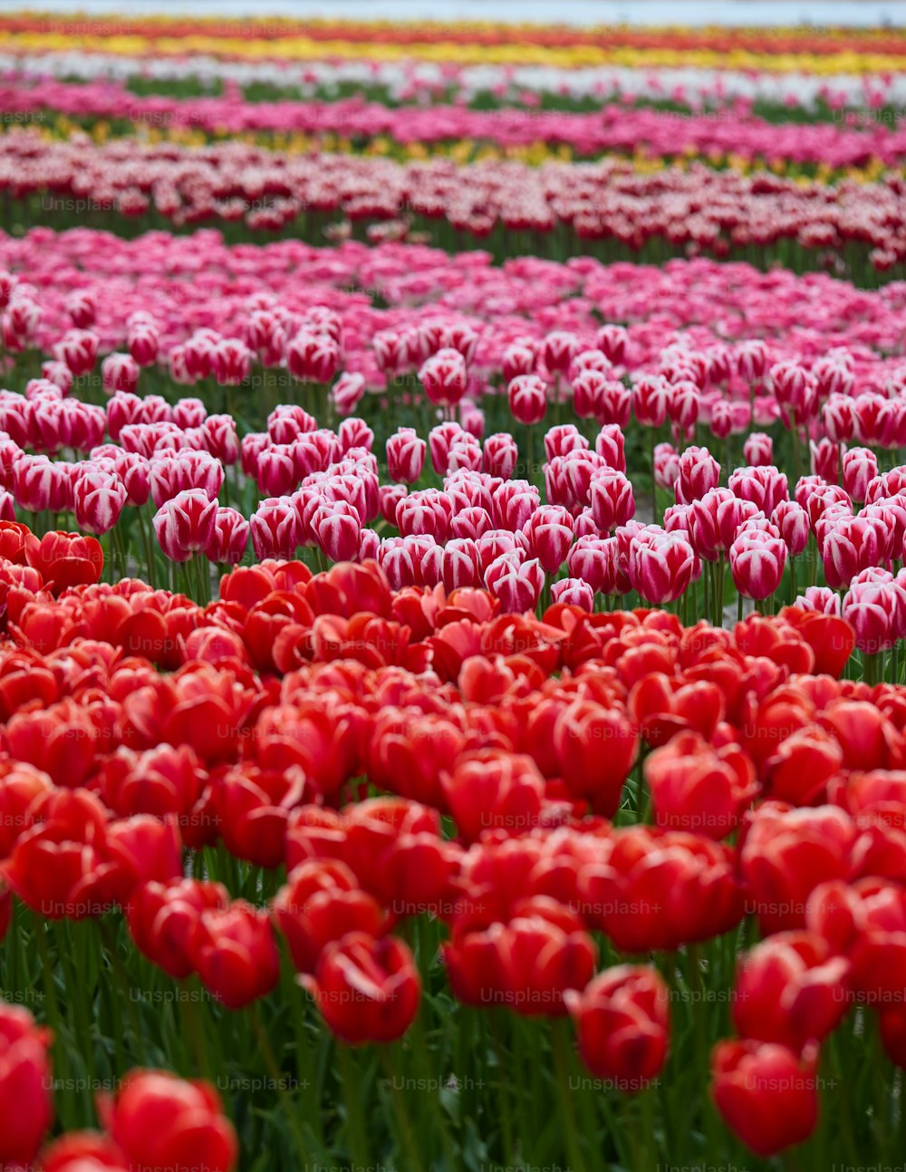 Un campo pieno di tulipani rossi e bianchi