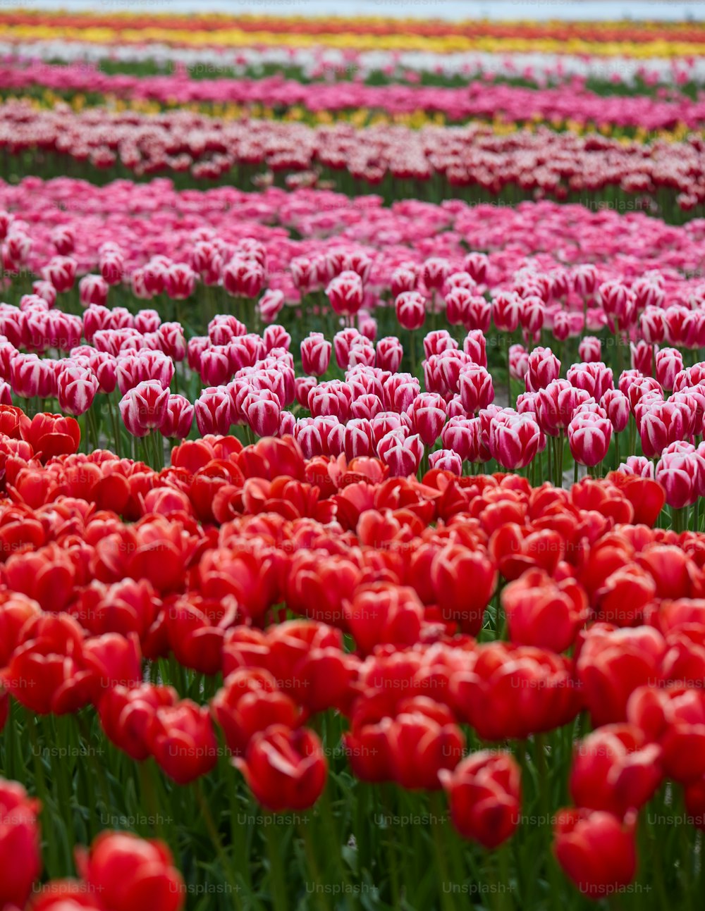 um campo cheio de tulipas vermelhas e brancas
