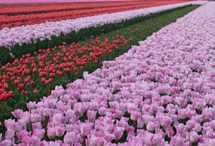 a field full of pink and red tulips