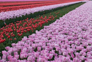 Un campo lleno de tulipanes rosados y rojos