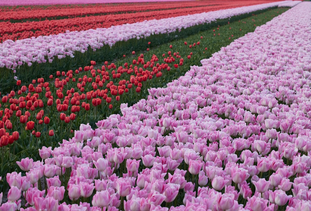 Un campo lleno de tulipanes rosados y rojos
