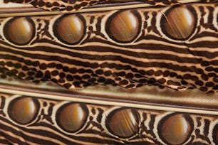 um close up de um padrão de penas
