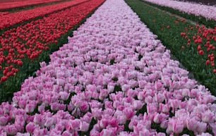 un champ de tulipes et autres fleurs en fleurs