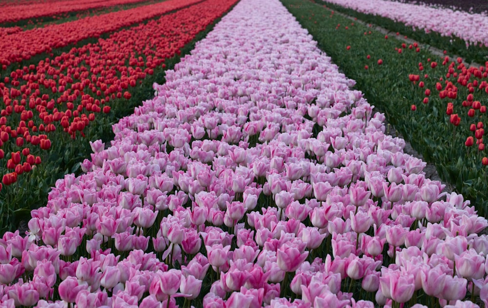 Un campo de tulipanes y otras flores en flor