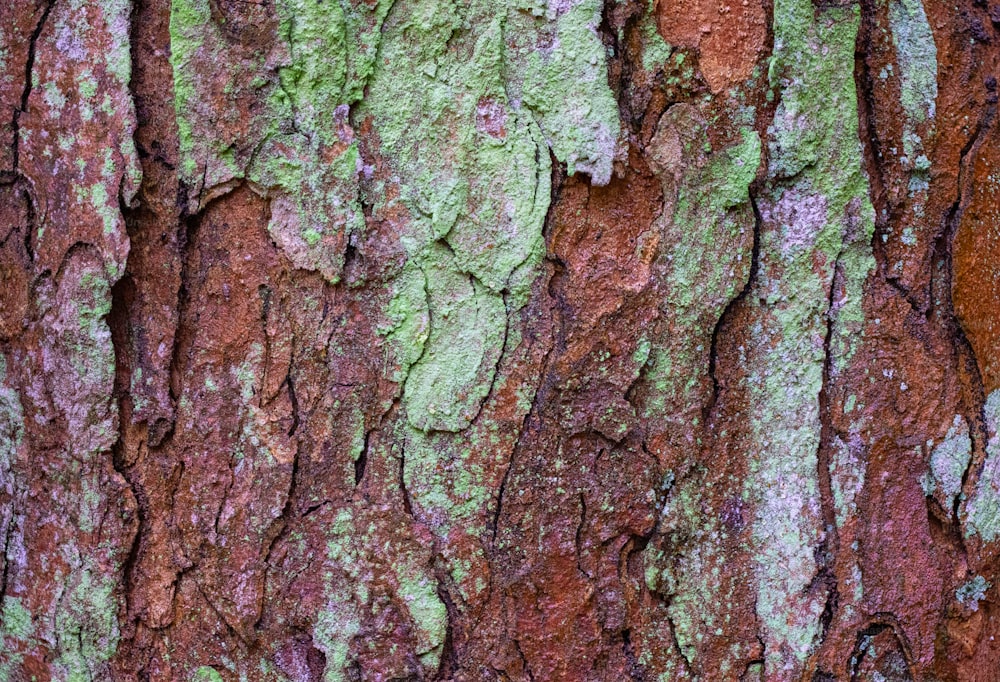 緑の苔を持つ木の幹の接写