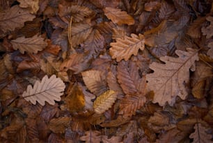 a bunch of leaves that are laying on the ground