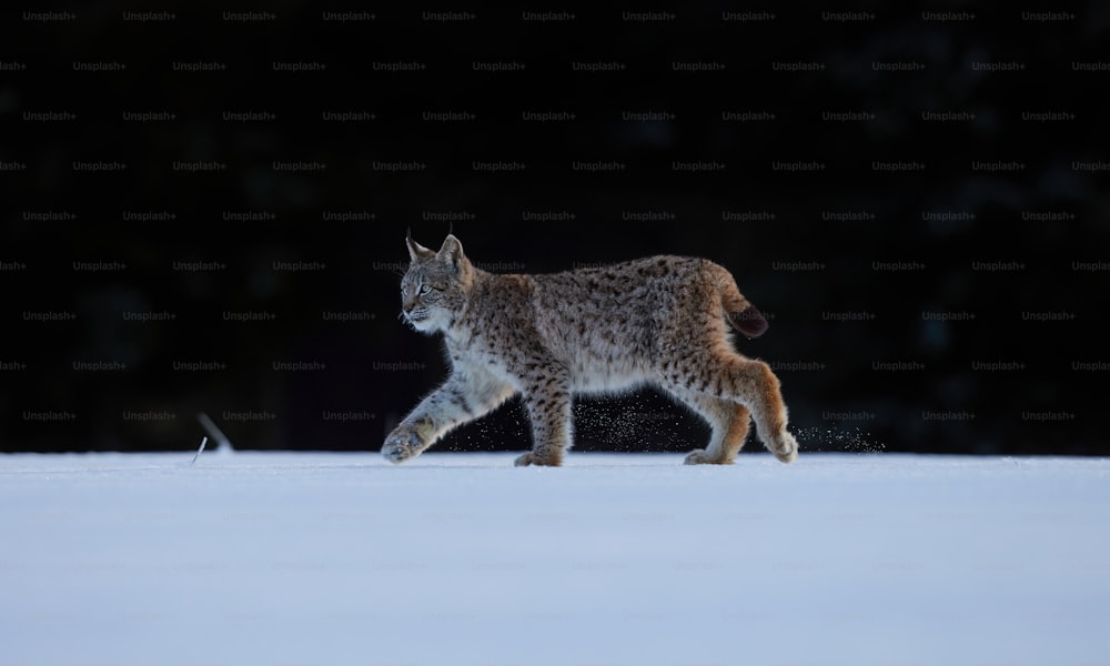 um gato andando através de um campo coberto de neve