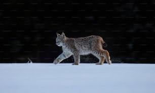 a cat walking across a snow covered field