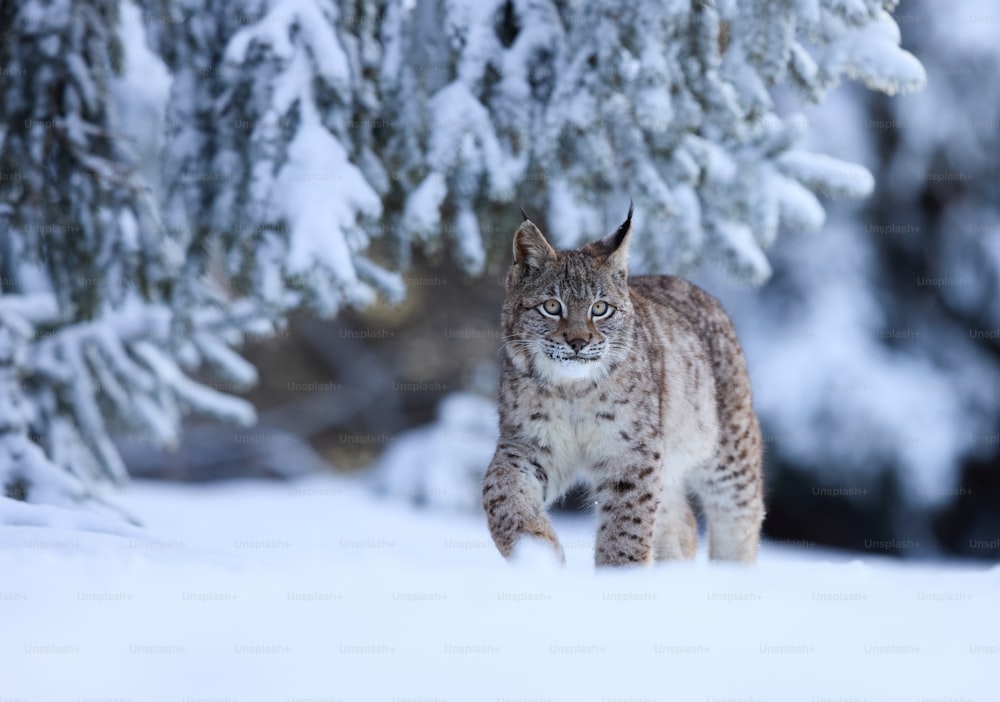 Una lince che cammina attraverso una foresta coperta di neve