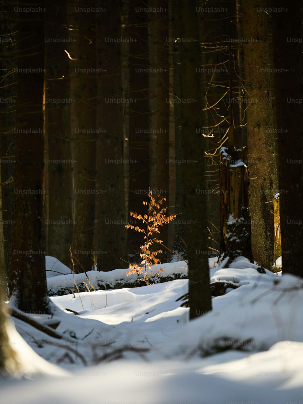uma pequena árvore no meio de uma floresta nevada