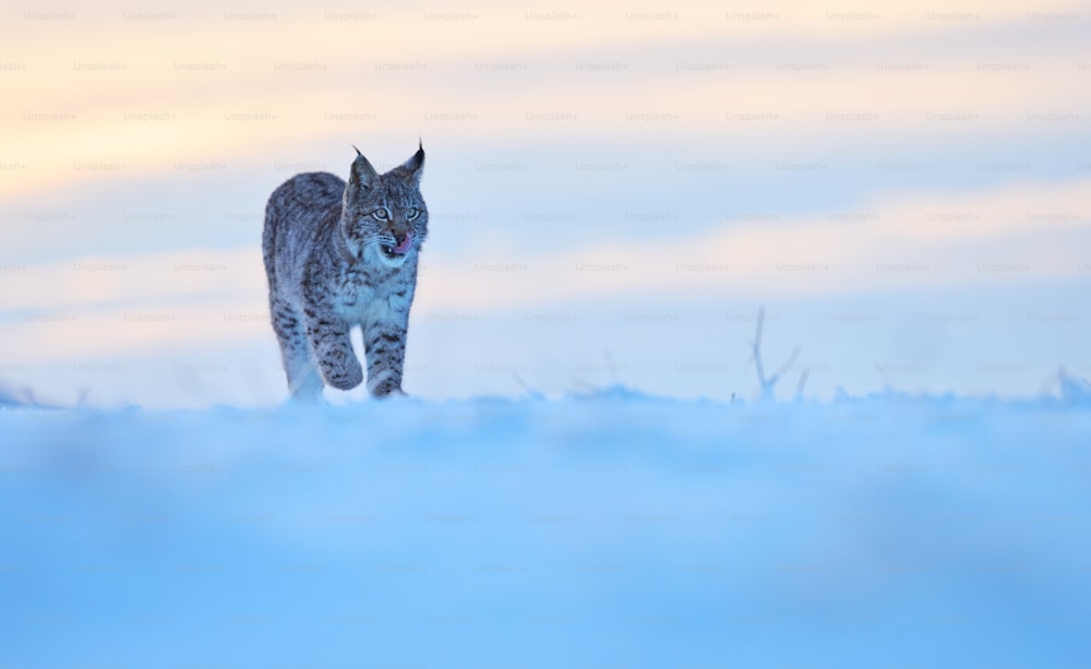 um gato andando através de um campo coberto de neve