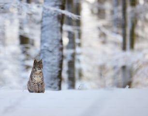 Un gato sentado en la nieve en un bosque