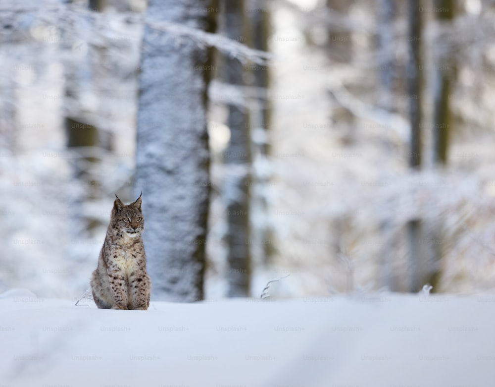 um gato sentado na neve em uma floresta