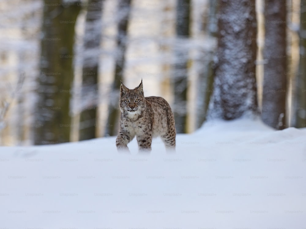 Una lince che cammina attraverso una foresta coperta di neve