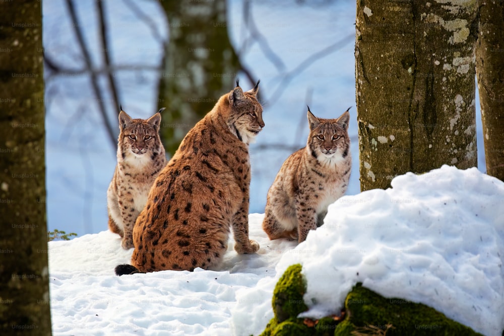 a group of cats sitting on top of snow covered ground