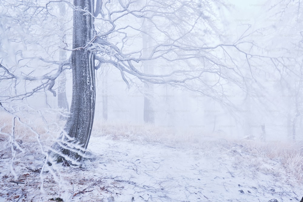 ein schneebedeckter Wald mit einer Bank und einem Baum