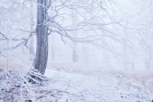 a snow covered forest with a bench and a tree