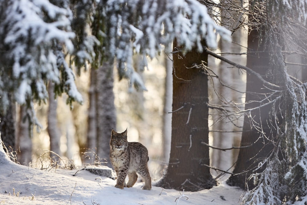 um gato andando através de uma floresta coberta de neve