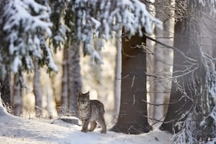 a cat walking through a snow covered forest