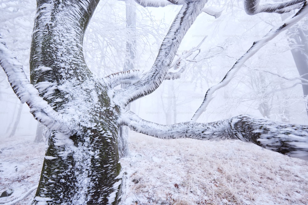 a snow covered tree in a snowy forest