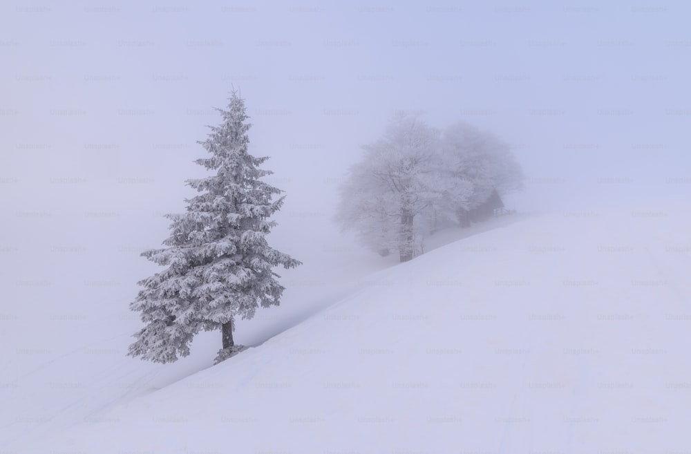 uma colina coberta de neve com duas árvores no topo dela