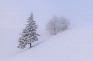 a snow covered hill with two trees on top of it