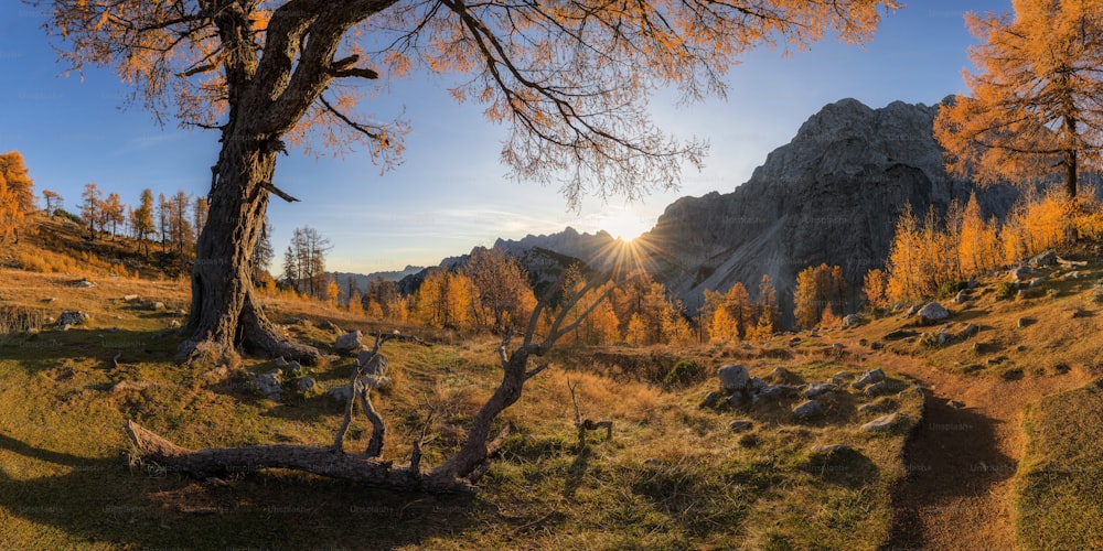 Die Sonne scheint durch die Bäume in den Bergen