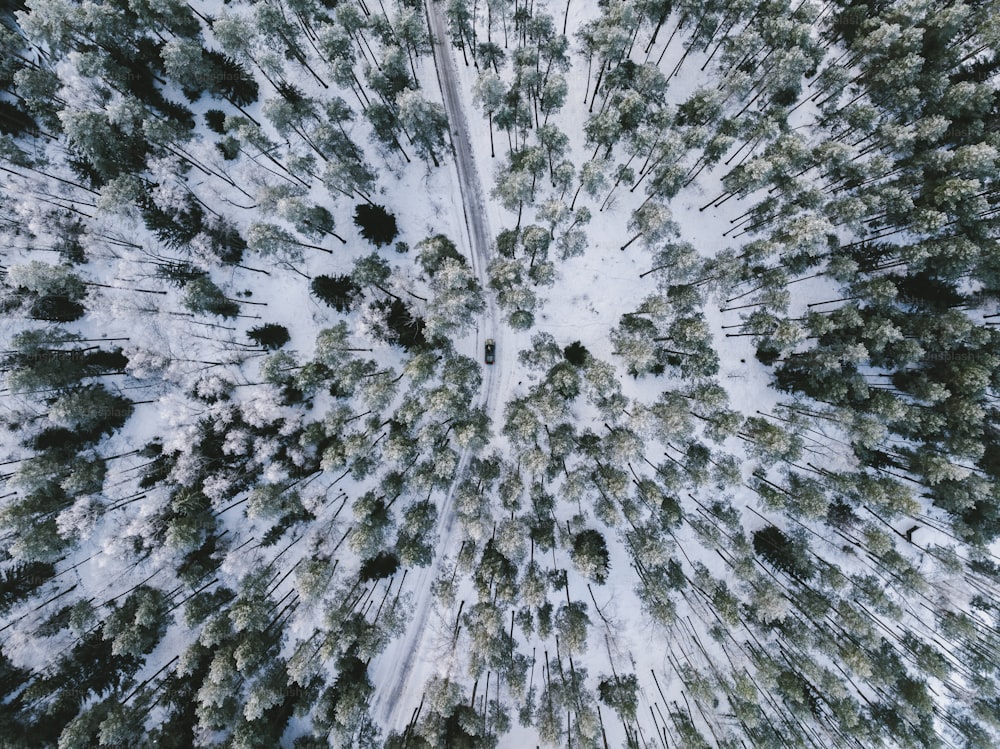 たくさんの木々が咲き誇る雪に覆われた森