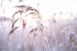 a close up of a bunch of tall grass