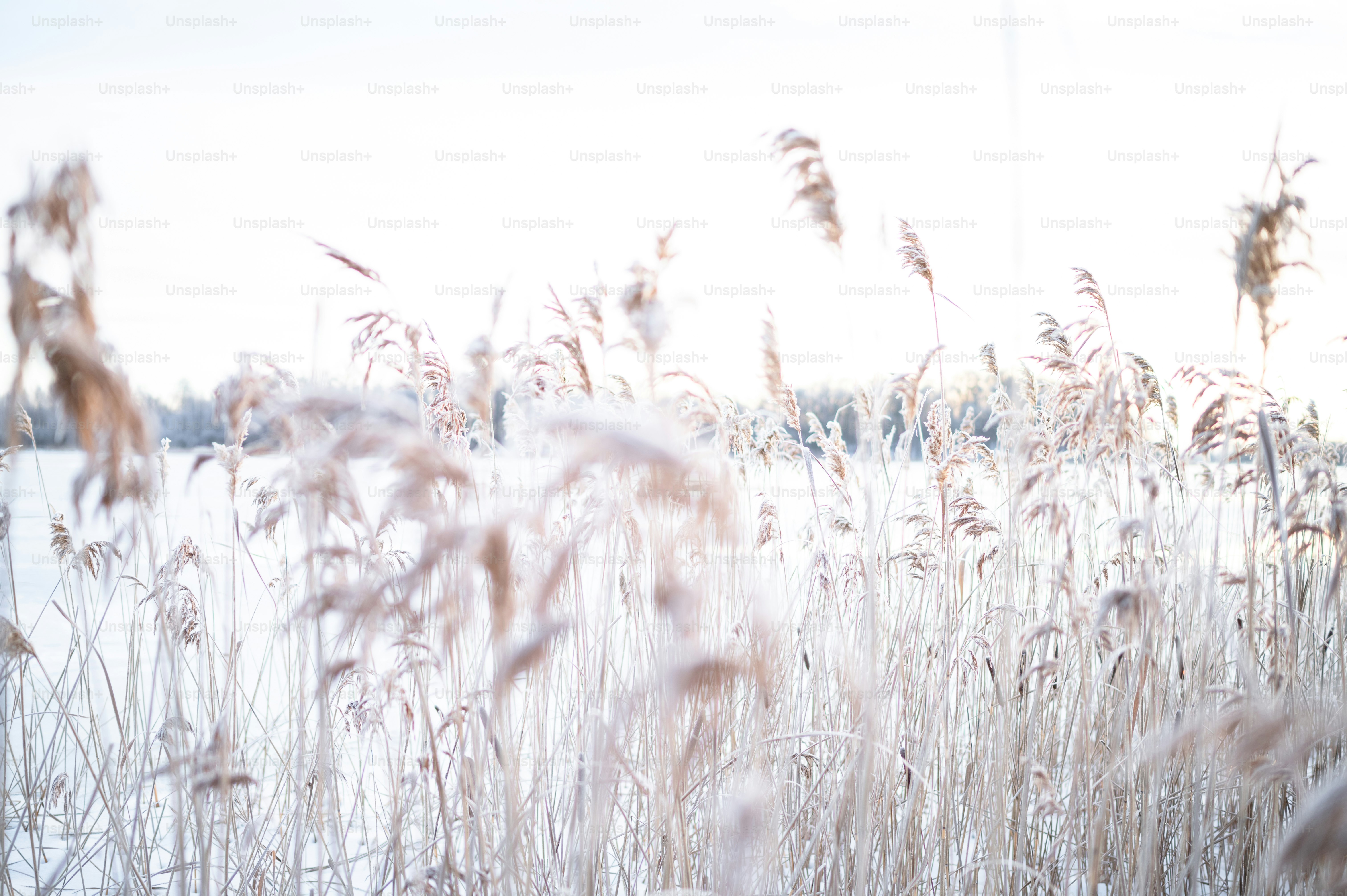 un campo di erba alta coperta di neve