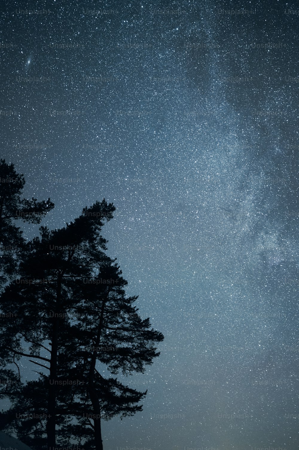 o céu noturno está cheio de estrelas e árvores