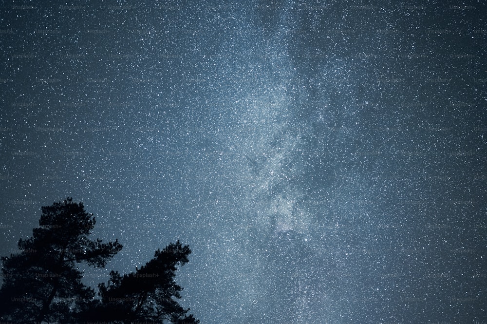 夜空は星と木でいっぱいです