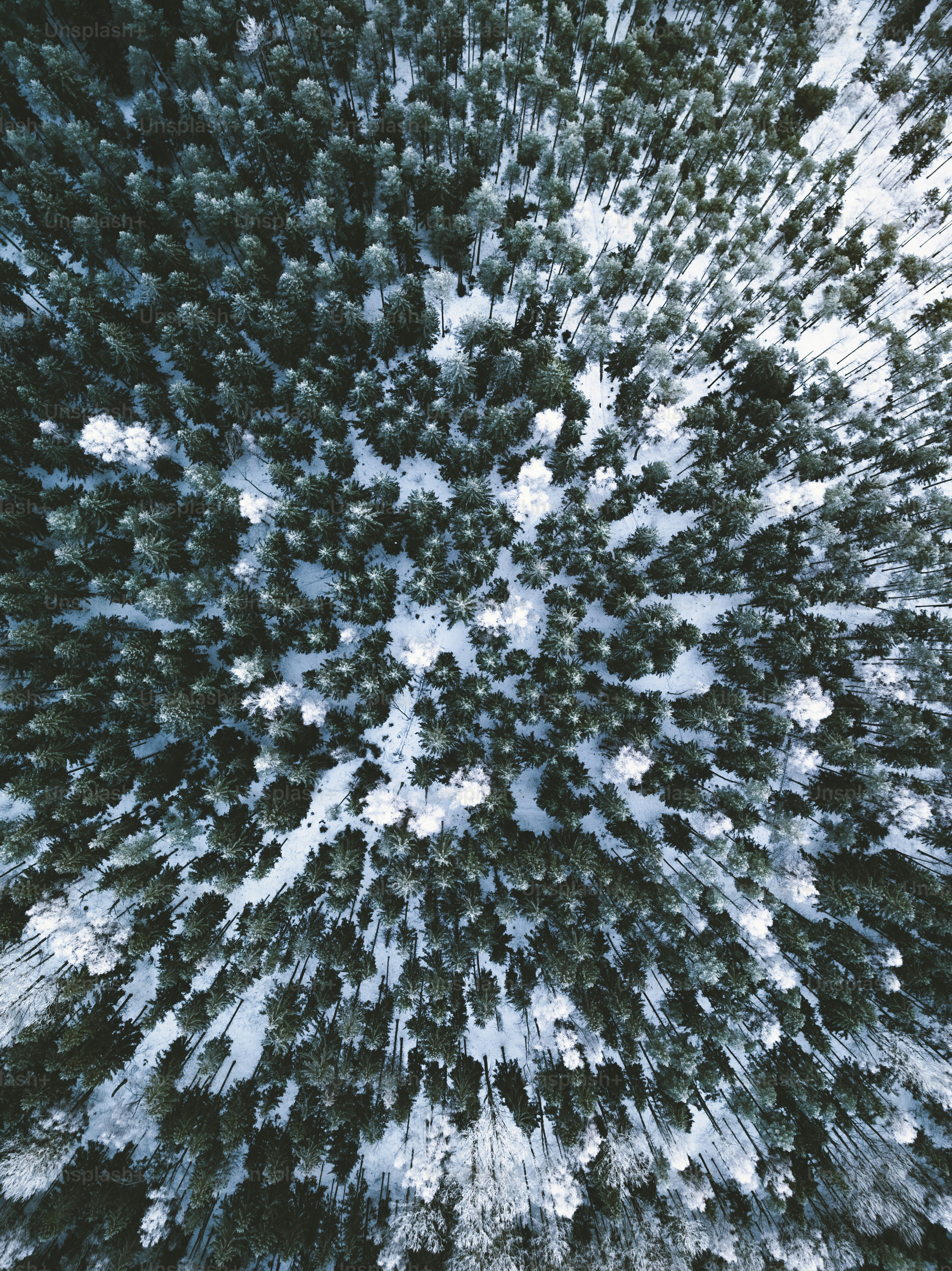 木々の多い雪に覆われた森
