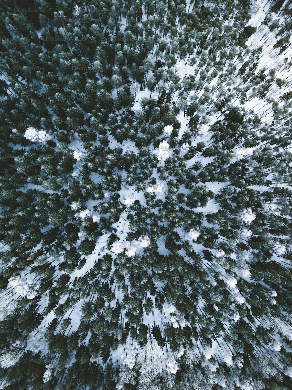 Un bosque cubierto de nieve con muchos árboles