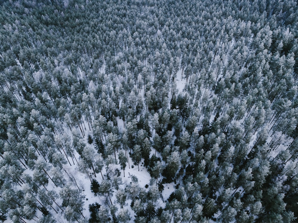 an aerial view of a snow covered forest