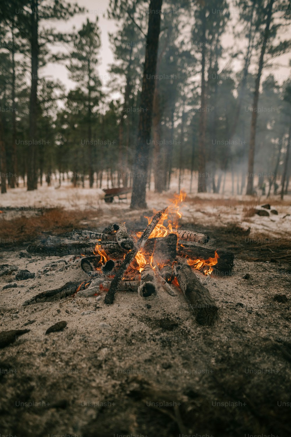 a campfire in the middle of a snowy forest