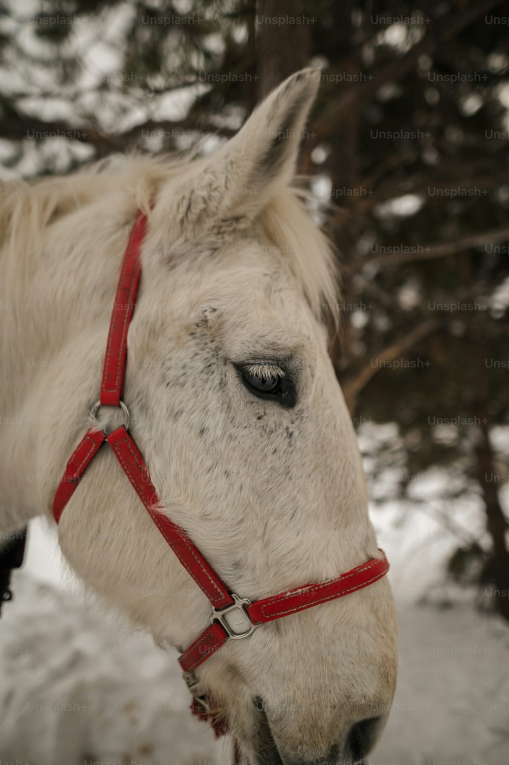a white horse wearing a red bridle in the snow