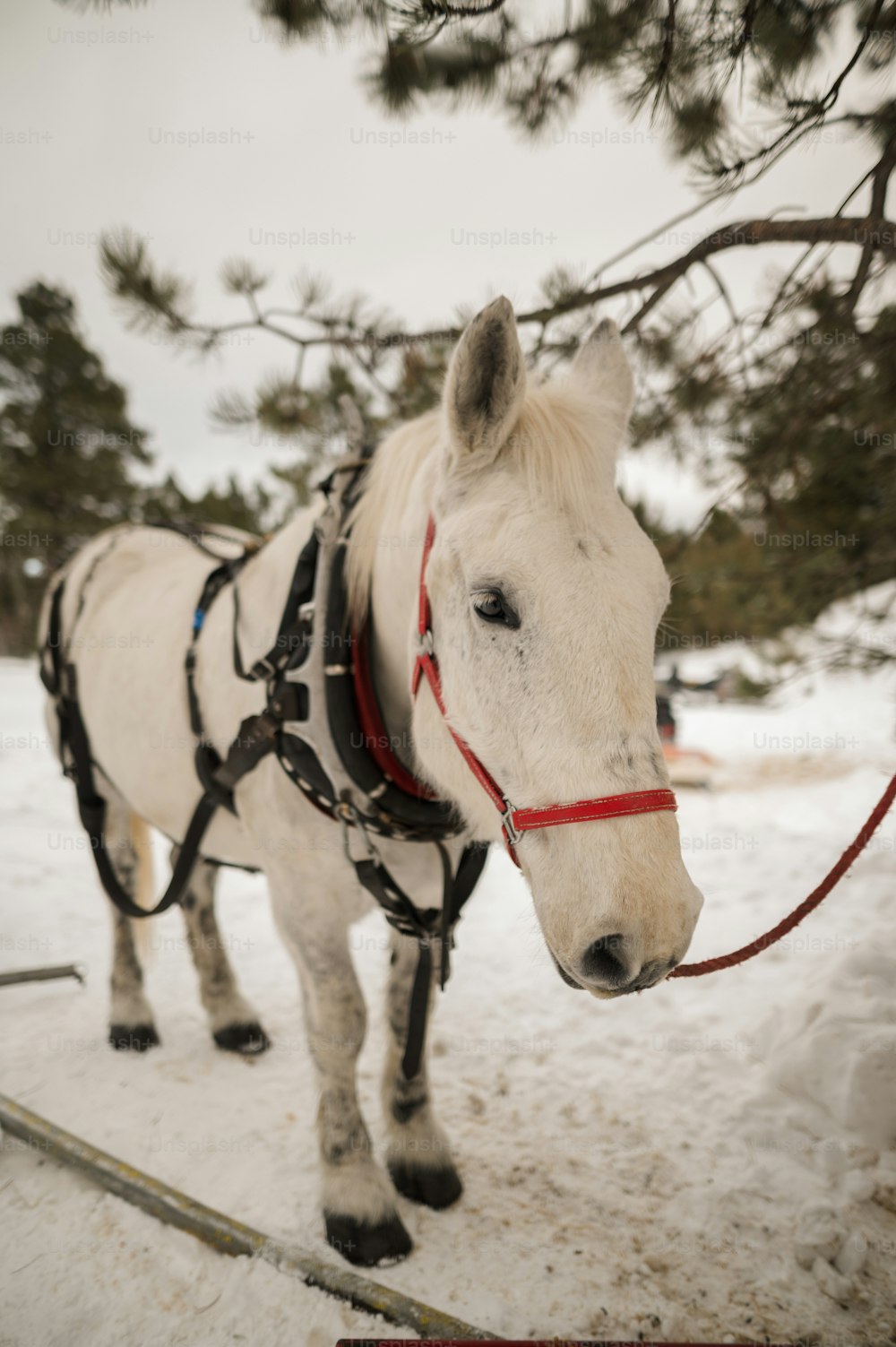 a white horse tied to a tree in the snow