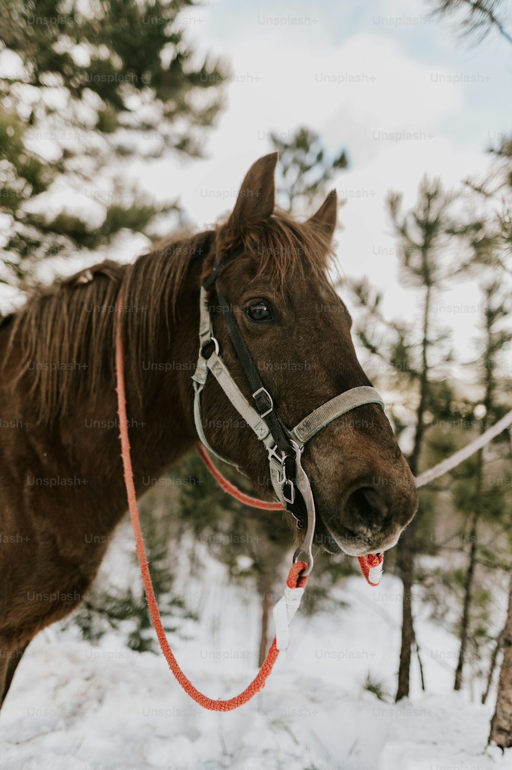 a brown horse standing on top of a snow covered field