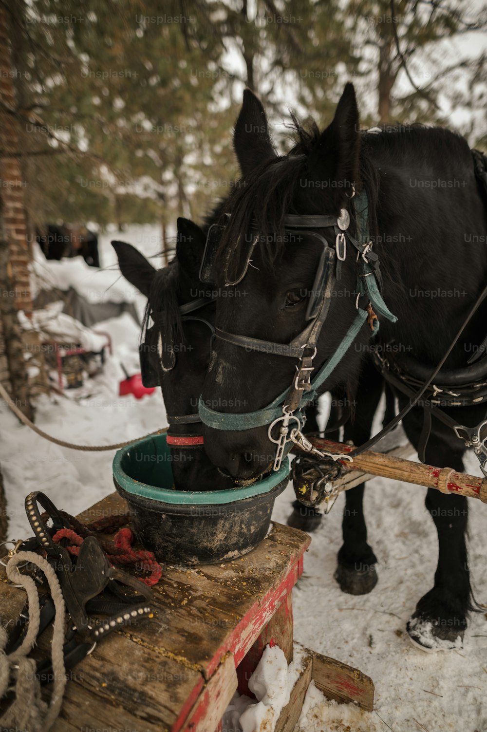 Ein Pferd, das im Schnee steht
