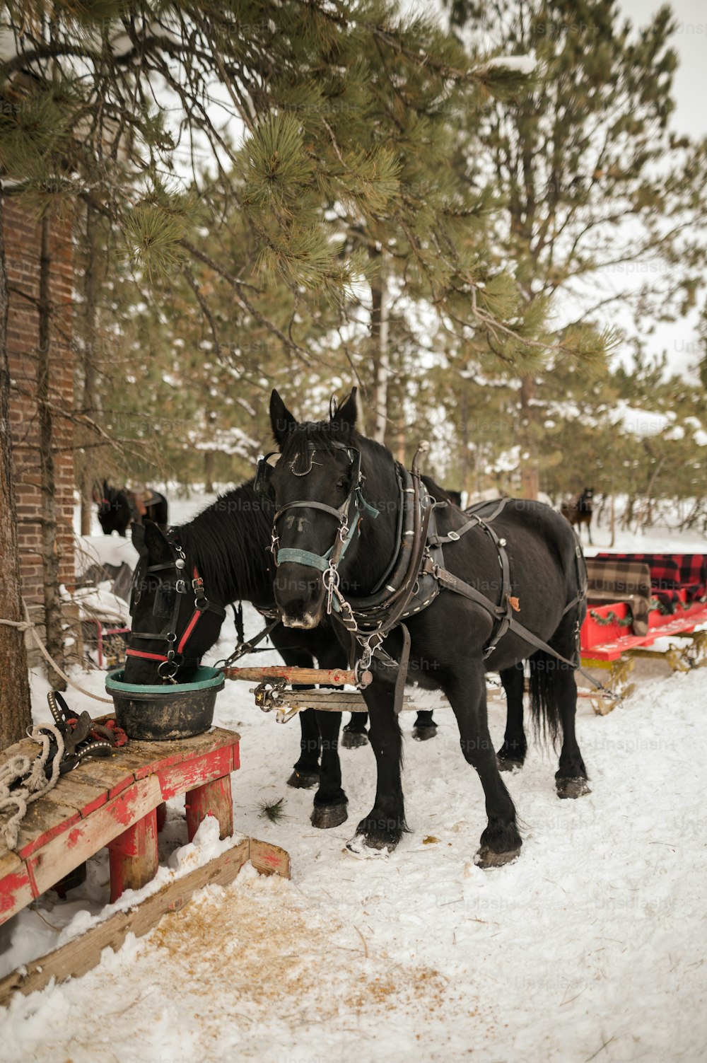 雪の中をそりを引く数頭の馬