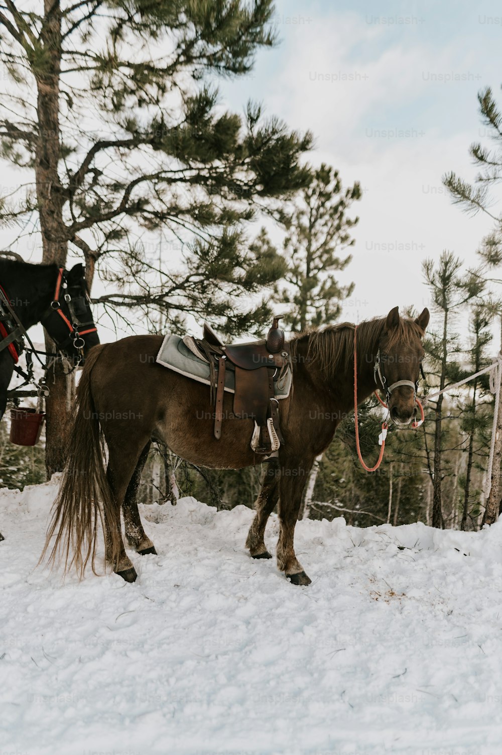 a couple of horses standing in the snow