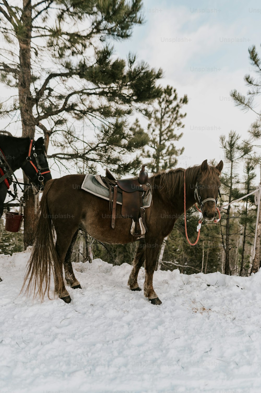 un par de caballos parados en la nieve